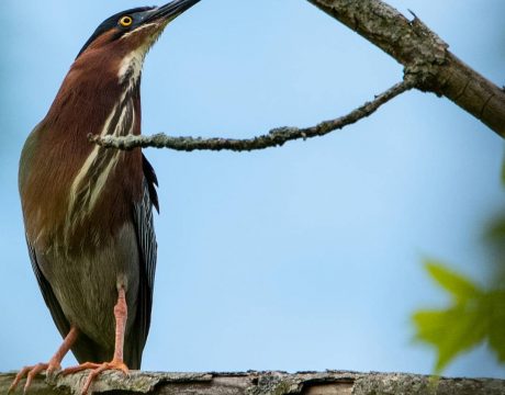 Birding at Buckeye Lake