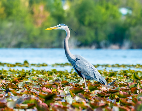 bird on the shore of a lake