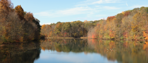 A wooded area with a pond in the fall.